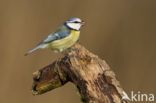 Pimpelmees (Parus caeruleus)