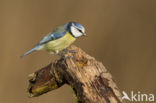 Blue Tit (Parus caeruleus)