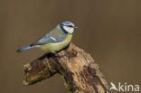 Blue Tit (Parus caeruleus)