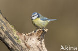 Blue Tit (Parus caeruleus)