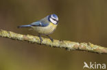 Blue Tit (Parus caeruleus)