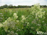 Common Meadow-rue (Thalictrum flavum)