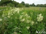 Common Meadow-rue (Thalictrum flavum)
