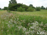 Common Meadow-rue (Thalictrum flavum)