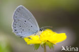 Provençal Short Tailed Blue (Everes alcetas)