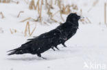 Common Raven (Corvus corax)