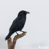 Raaf (Corvus corax) 