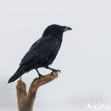 Common Raven (Corvus corax)