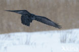 Raaf (Corvus corax) 