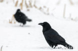 Raaf (Corvus corax) 