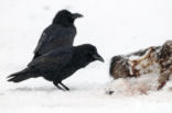 Common Raven (Corvus corax)