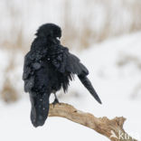 Common Raven (Corvus corax)