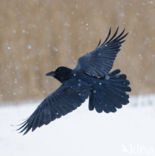 Raaf (Corvus corax) 