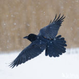 Common Raven (Corvus corax)