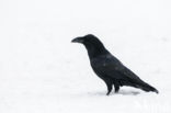 Common Raven (Corvus corax)