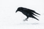 Raaf (Corvus corax) 