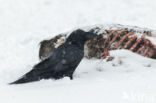 Common Raven (Corvus corax)