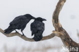 Common Raven (Corvus corax)