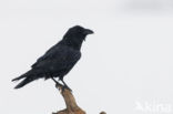 Raaf (Corvus corax) 