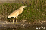 Squacco Heron (Ardeola ralloides)