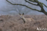 Roe Deer (Capreolus capreolus)