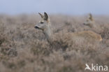 Roe Deer (Capreolus capreolus)