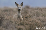 Roe Deer (Capreolus capreolus)