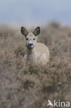 Roe Deer (Capreolus capreolus)