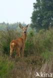 Ree (Capreolus capreolus)