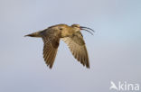 Regenwulp (Numenius phaeopus)