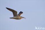 Regenwulp (Numenius phaeopus)