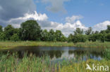 Common Reed (Phragmites australis)