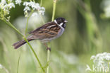 Reed Bunting (Emberiza schoeniclus)
