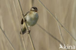 Rietzanger (Acrocephalus schoenobaenus)