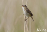 Rietzanger (Acrocephalus schoenobaenus)