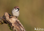 Eurasian Tree Sparrow (Passer montanus)