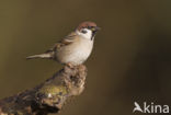 Eurasian Tree Sparrow (Passer montanus)