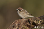 Eurasian Tree Sparrow (Passer montanus)