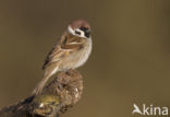 Ringmus (Passer montanus) 