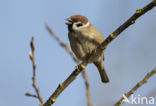 Eurasian Tree Sparrow (Passer montanus)