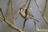 Eurasian Tree Sparrow (Passer montanus)