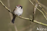 Eurasian Tree Sparrow (Passer montanus)