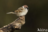 Eurasian Tree Sparrow (Passer montanus)