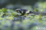 Grass Snake (Natrix natrix)