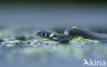 Ringslang (Natrix natrix)