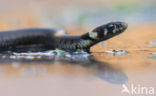 Grass Snake (Natrix natrix)