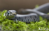 Grass Snake (Natrix natrix)