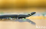 Grass Snake (Natrix natrix)