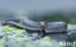 Grass Snake (Natrix natrix)