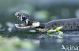 Grass Snake (Natrix natrix)